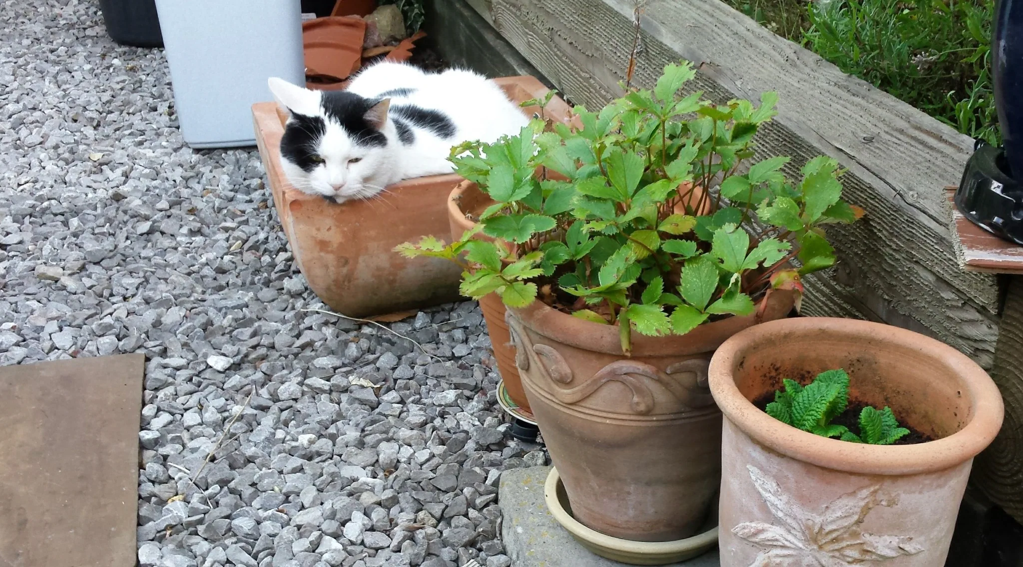 Flowerpot marshall 15 aug 2016 (2a)